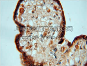 merck millipore,默克密理博,ABC284,Anti-PDCL Antibody