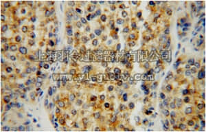 merck millipore,默克密理博,ABC288,Anti-SIGMAR1 Antibody