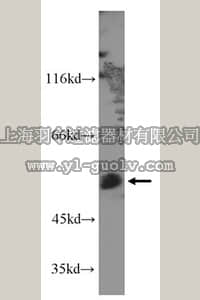 merck millipore,默克密理博,ABC291,Anti-FLI1 Antibody