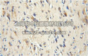 merck millipore,默克密理博,ABC294,Anti-CDK9 Antibody