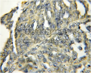 merck millipore,默克密理博,ABC295,Anti-HBP1 Antibody