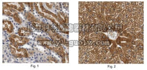 merck millipore,默克密理博,ABC299,Anti-FFAR2 Antibody/GPR43