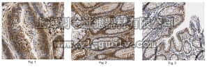 merck millipore,默克密理博,ABC300,Anti-CIDEC Antibody/FSP27