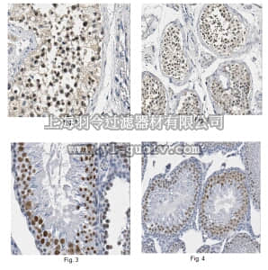 merck millipore,默克密理博,ABC302,Anti-RIF1 Antibody