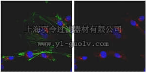 merck millipore,默克密理博,ABC30,Anti-Endonuclease G Antibody