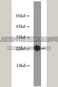 merck millipore,默克密理博,ABC322,Anti-UQCRFS1 Antibody