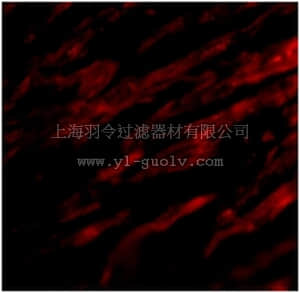 merck millipore,默克密理博,ABC324,Anti-PDL-1 Antibody