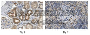 merck millipore,默克密理博,ABC326,Anti-SCARB1 Antibody