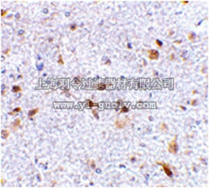 merck millipore,默克密理博,ABC327,Anti-PD-L2 Antibody