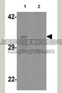merck millipore,默克密理博,ABC328,Anti-CLEC2A Antibody