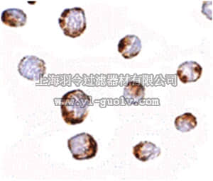 merck millipore,默克密理博,ABC329,Anti-HINT1 Antibody
