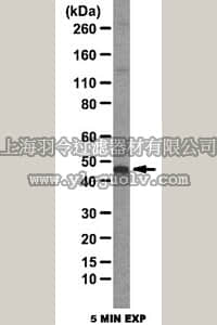 merck millipore,默克密理博,ABC32,Anti-Atg4B Antibody