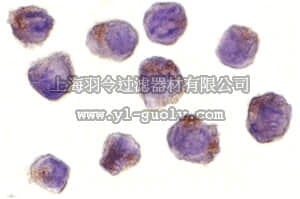 merck millipore,默克密理博,ABC332,Anti-RICK Antibody
