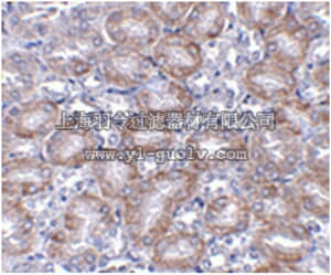 merck millipore,默克密理博,ABC335,Anti-MTCH2 Antibody