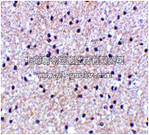 merck millipore,默克密理博,ABC336,Anti-MORF4 Antibody