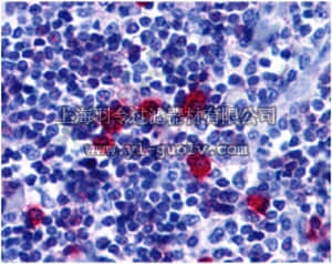 merck millipore,默克密理博,ABC337,Anti-BAFF receptor Antibody