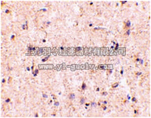 merck millipore,默克密理博,ABC338,Anti-IRGM Antibody
