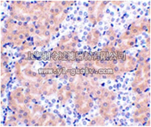 merck millipore,默克密理博,ABC339,Anti-BFL-1 Antibody