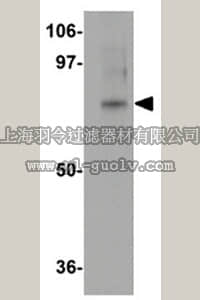 merck millipore,默克密理博,ABC340,Anti-GOLPH1 Antibody
