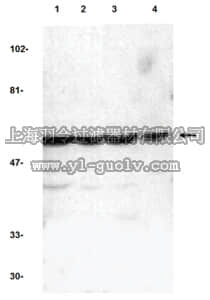 merck millipore,默克密理博,ABC343,Anti-Caspase-10 Antibody