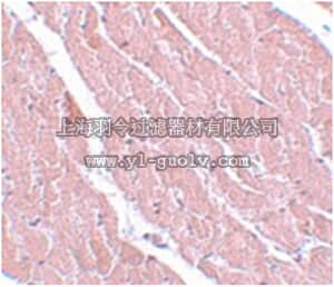 merck millipore,默克密理博,ABC344,Anti-ATG13 Antibody