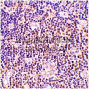 merck millipore,默克密理博,ABC345,Anti-BAG-1 Antibody