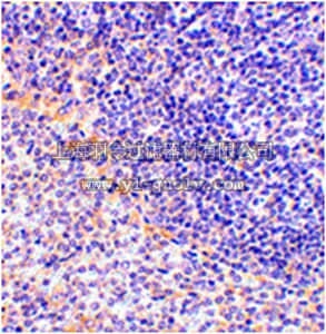 merck millipore,默克密理博,ABC346,Anti-FAF1 Antibody