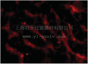 merck millipore,默克密理博,ABC347,Anti-Fn14 Antibody