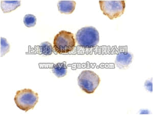 merck millipore,默克密理博,ABC348,Anti-Bmf Antibody
