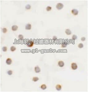 merck millipore,默克密理博,ABC349,Anti-ABCA7 Antibody