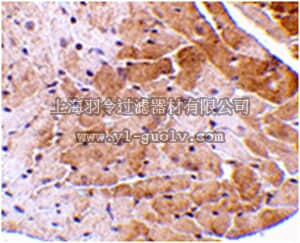 merck millipore,默克密理博,ABC350,Anti-CIDE-A Antibody