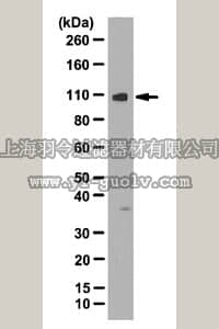 merck millipore,默克密理博,ABC35,Anti-HRS (HGS) Antibody