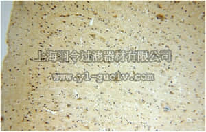 merck millipore,默克密理博,ABC361,Anti-FIS1 Antibody