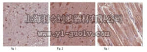merck millipore,默克密理博,ABC36,Anti-PEA-15 Antibody