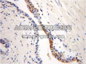 merck millipore,默克密理博,ABC371,Anti-ARL2BP Antibody