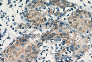 merck millipore,默克密理博,ABC372,Anti-VCPIP1 Antibody