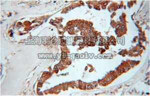 merck millipore,默克密理博,ABC374,Anti-EXOSC10 Antibody