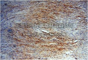 merck millipore,默克密理博,ABC375,Anti-PGF Antibody