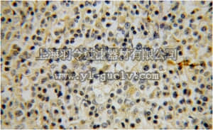 merck millipore,默克密理博,ABC379,Anti-ACVRL1 Antibody