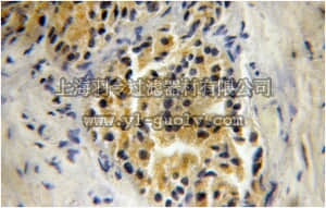merck millipore,默克密理博,ABC383,Anti-ADH5 Antibody