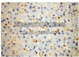 merck millipore,默克密理博,ABC385,Anti-HBB Antibody