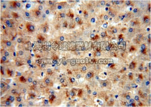 merck millipore,默克密理博,ABC388,Anti-FETUB Antibody