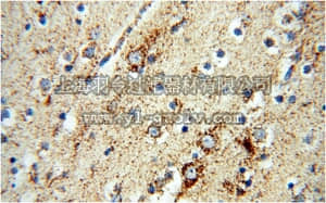 merck millipore,默克密理博,ABC391,Anti-NDUFB7 Antibody