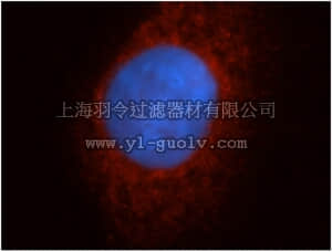 merck millipore,默克密理博,ABC392,Anti-CYP17A1 Antibody