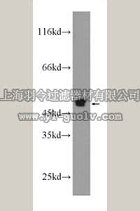 merck millipore,默克密理博,ABC394,Anti-S1PR1 Antibody