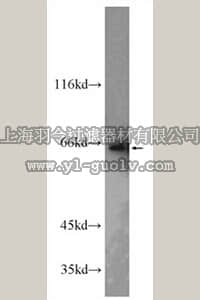 merck millipore,默克密理博,ABC395,Anti-PPIL4 Antibody