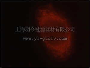 merck millipore,默克密理博,ABC397,Anti-MGAT1 Antibody