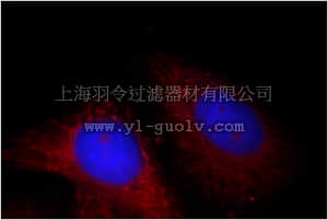 merck millipore,默克密理博,ABC401,Anti-FH Antibody