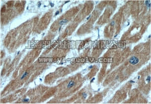 merck millipore,默克密理博,ABC402,Anti-ANGPTL2 Antibody