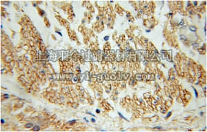 merck millipore,默克密理博,ABC404,Anti-ANXA6 Antibody